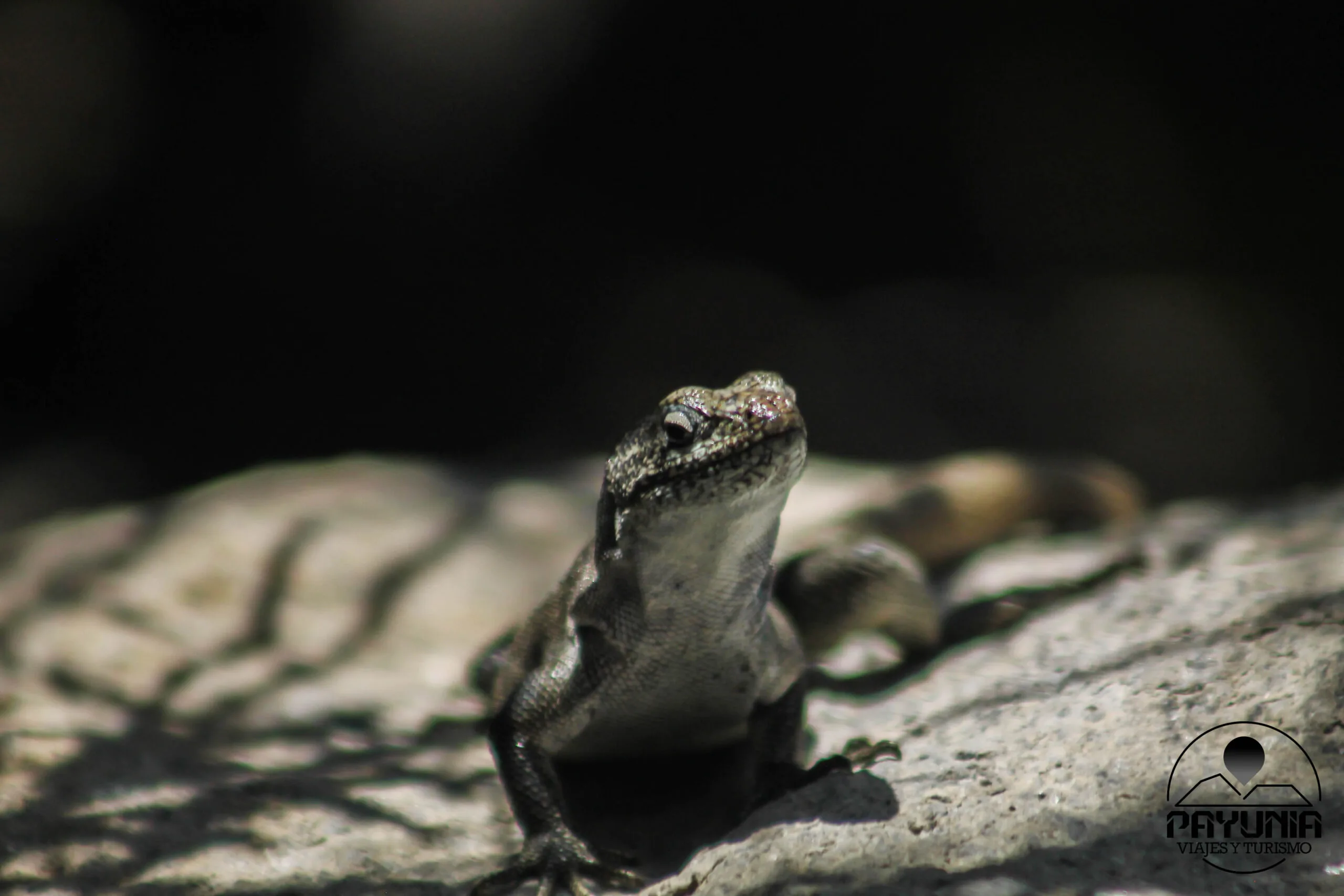 Endemic lizard in La Payunia Reserve